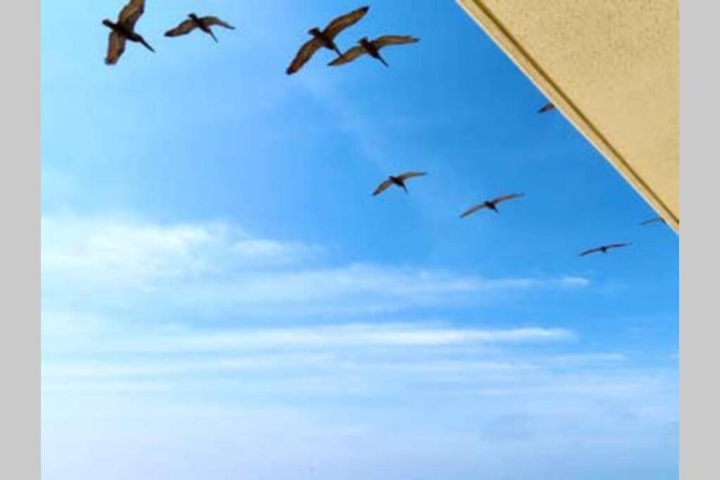 Beachfront, Oceanview, Pelican Beach Resort, 19Th Floor Destin Exterior foto